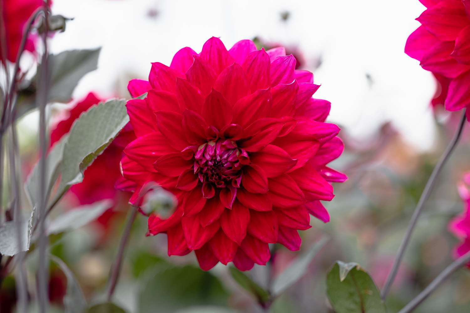Dahlie 'Engelhardts Matador'